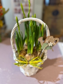 Narcissi Planter